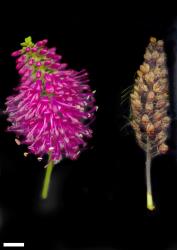 Veronica speciosa. Inflorescence (left) and infructescence (right). Scale = 10 mm.
 Image: M.J. Bayly & A.V. Kellow © Te Papa CC-BY-NC 3.0 NZ